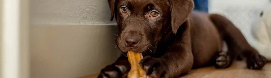 Wat is het beste bot voor je hond? Wat is het beste bot voor je hond?